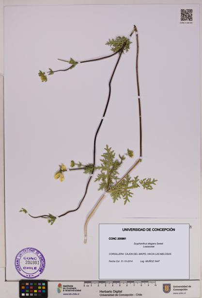 Scyphanthus elegans [Espécimen: UDEC:CONC:0200981]