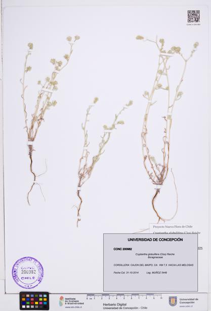 Cryptantha globulifera [Espécimen: ]