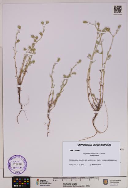 Cryptantha linearis [Espécimen: UDEC:CONC:0200982]