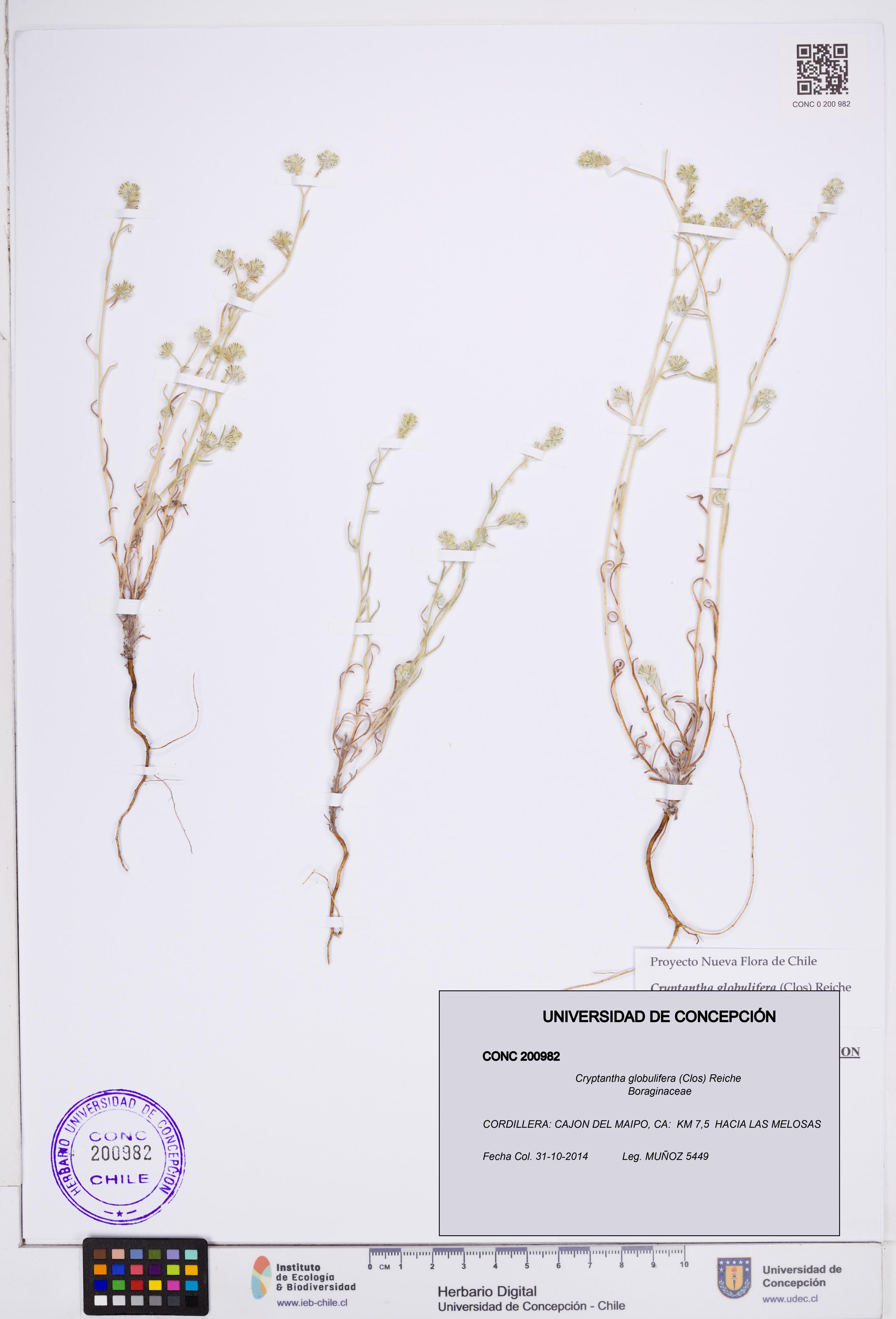Cryptantha globulifera [Espécimen: ]