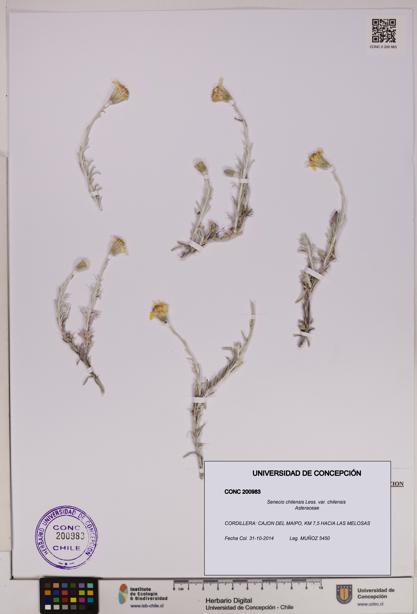 Senecio chilensis var. chilensis [Espécimen: UDEC:CONC:0200983]