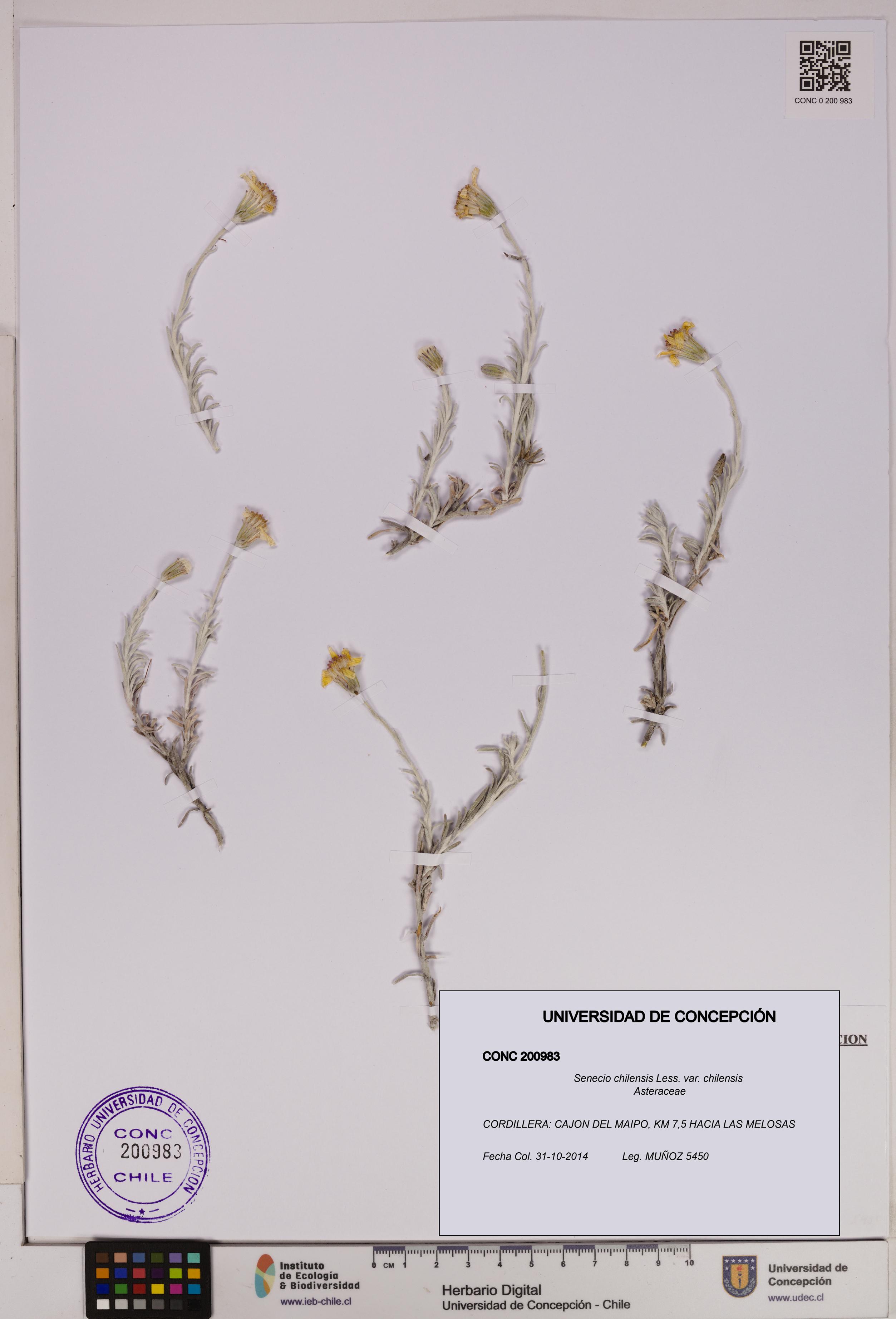 Senecio chilensis var. chilensis [Espécimen: UDEC:CONC:0200983]