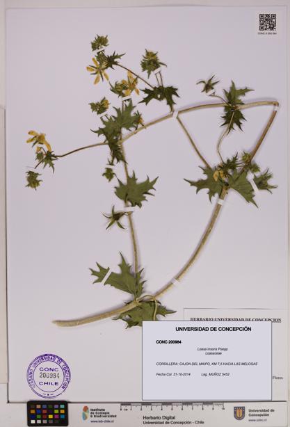 Loasa insons [Espécimen: UDEC:CONC:0200984]