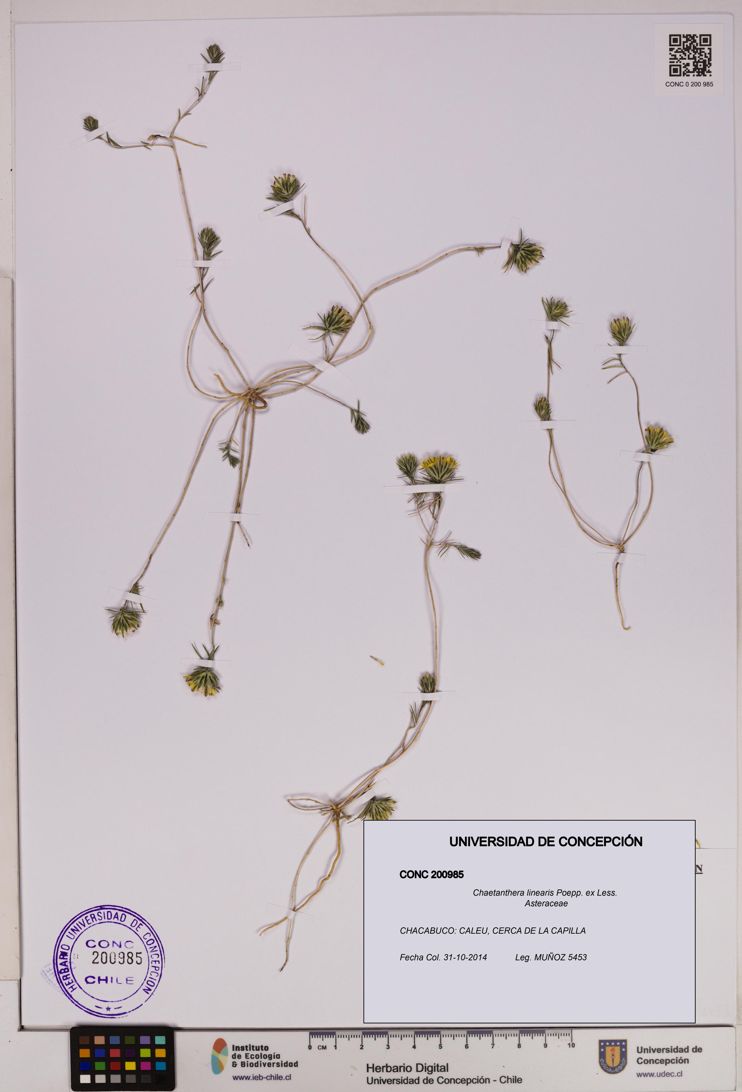 Chaetanthera linearis [Espécimen: UDEC:CONC:0200985]