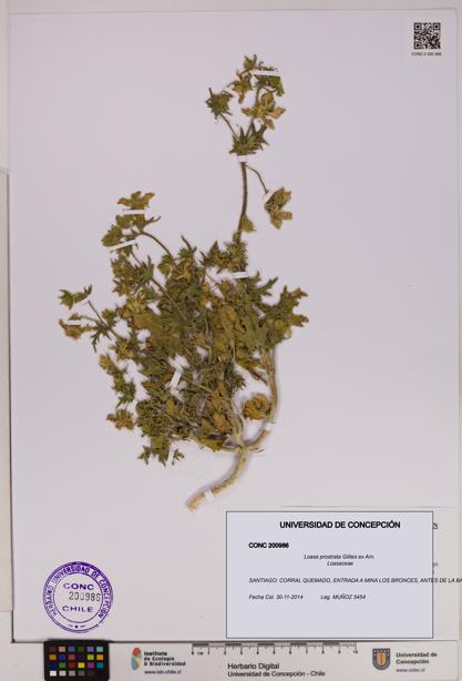 Loasa prostrata [Espécimen: UDEC:CONC:0200986]