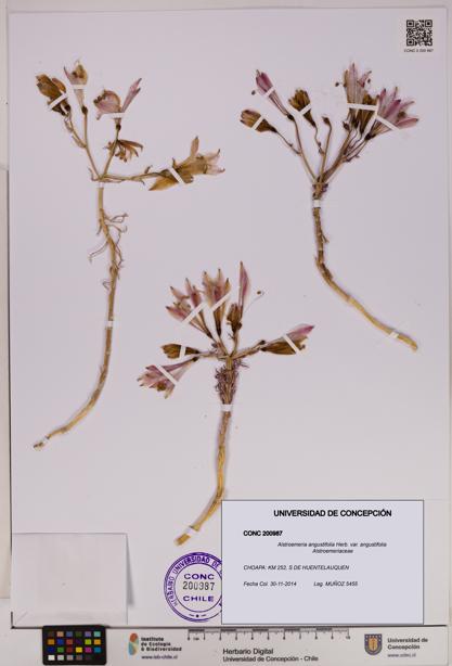 Alstroemeria angustifolia var. angustifolia [Espécimen: UDEC:CONC:0200987]