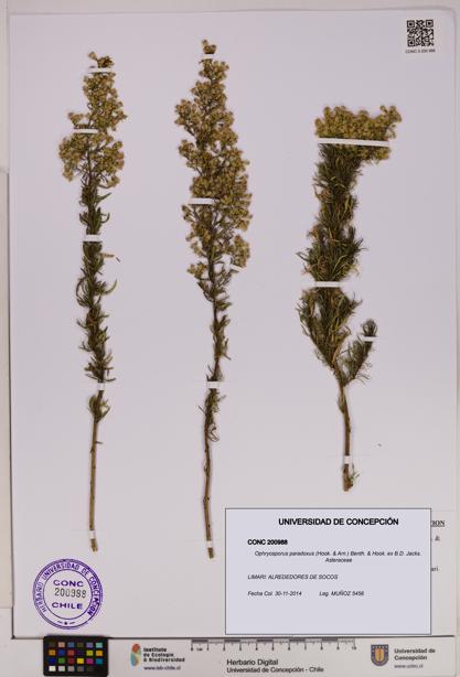 Ophryosporus paradoxus [Espécimen: UDEC:CONC:0200988]