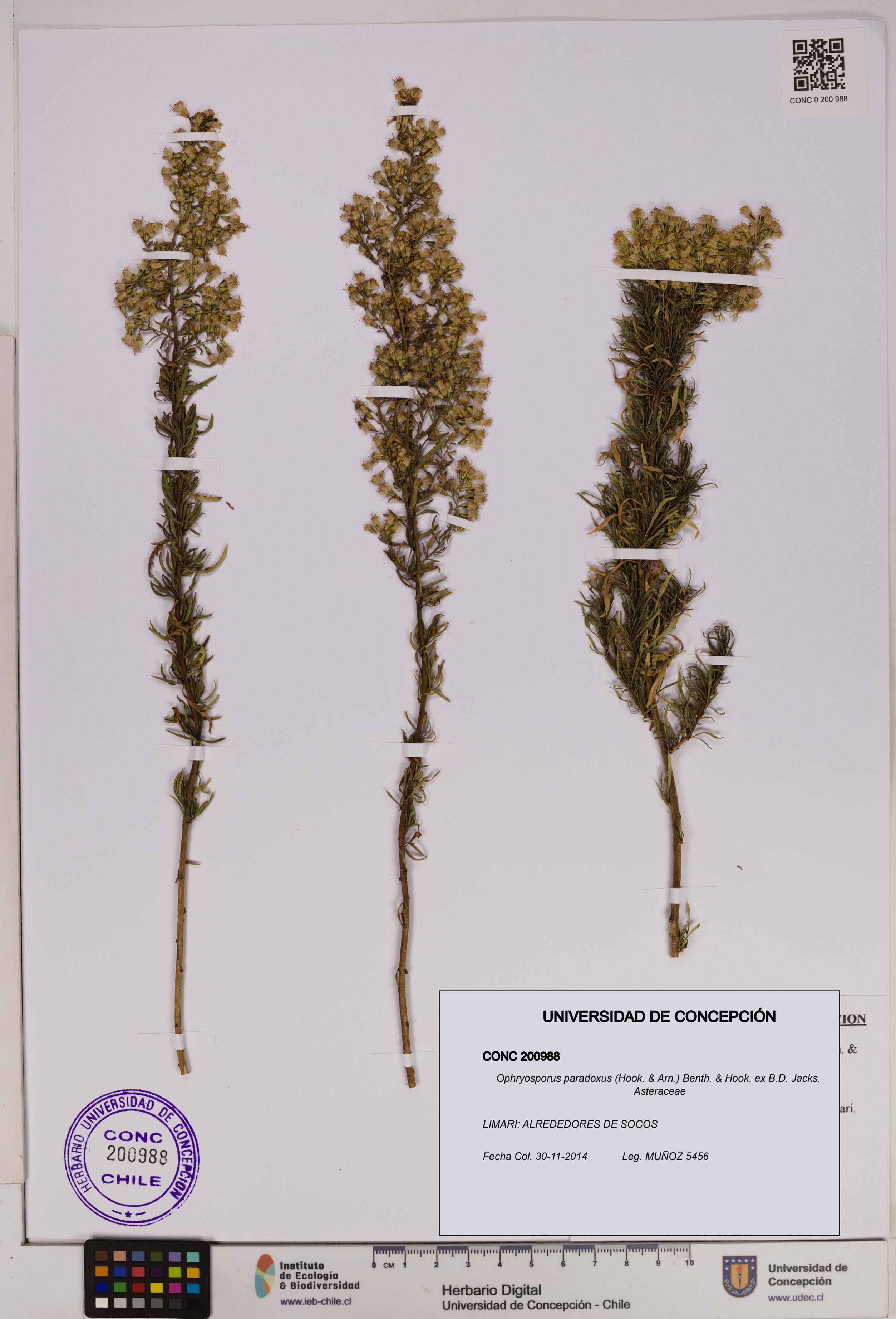 Ophryosporus paradoxus [Espécimen: UDEC:CONC:0200988]