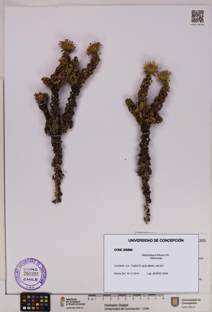 Haplopappus foliosus [Espécimen: UDEC:CONC:0200990]