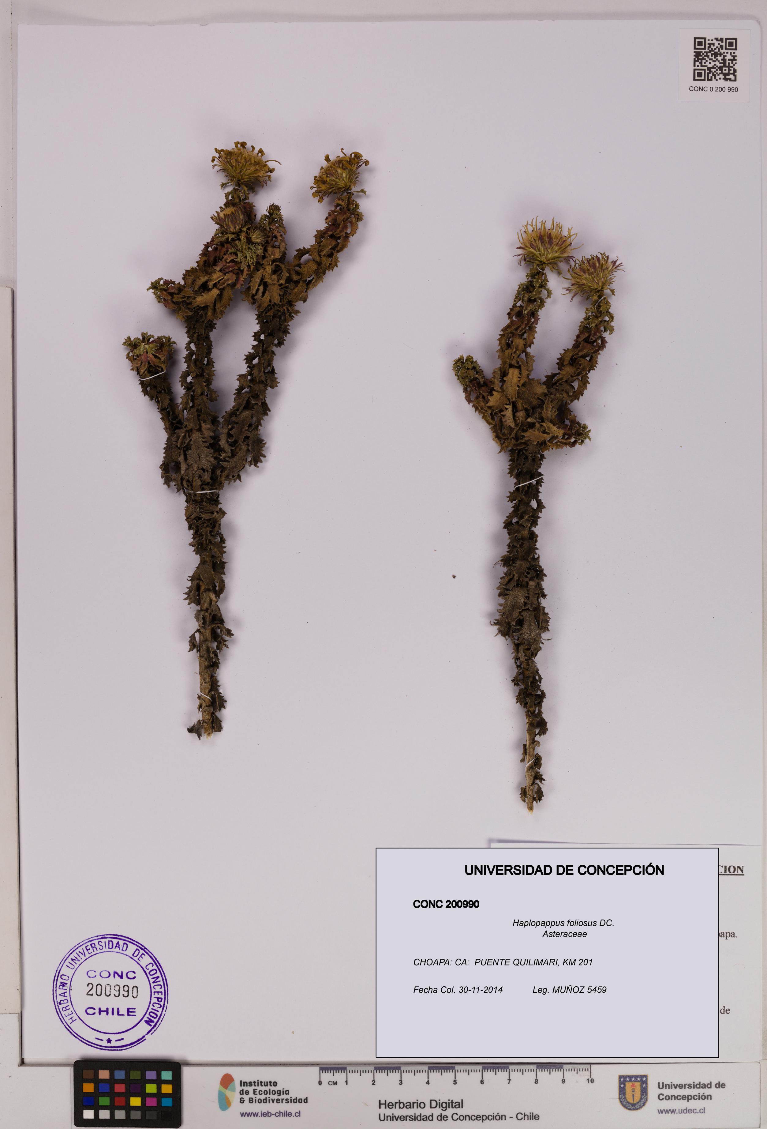 Haplopappus foliosus [Espécimen: UDEC:CONC:0200990]