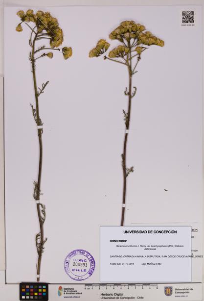 Senecio eruciformis var. brachycephalus [Espécimen: UDEC:CONC:0200991]