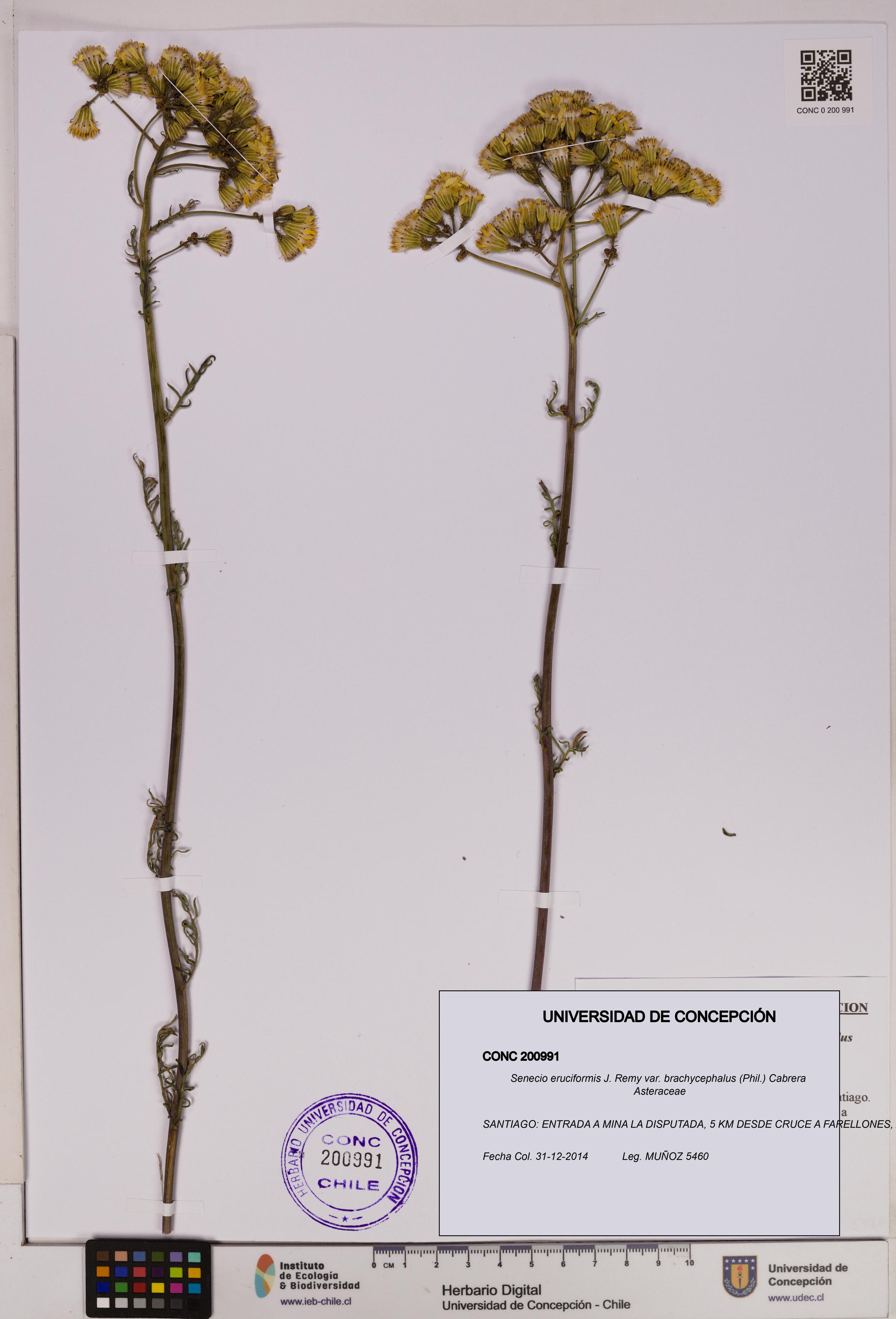 Senecio eruciformis var. brachycephalus [Espécimen: UDEC:CONC:0200991]