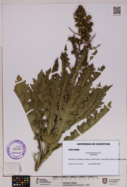 Leucheria floribunda [Espécimen: UDEC:CONC:0200992]