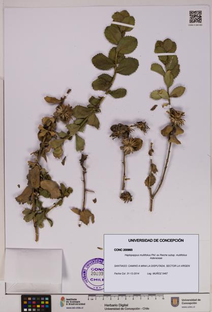 Haplopappus multifolius subsp. multifolius [Espécimen: UDEC:CONC:0200993]