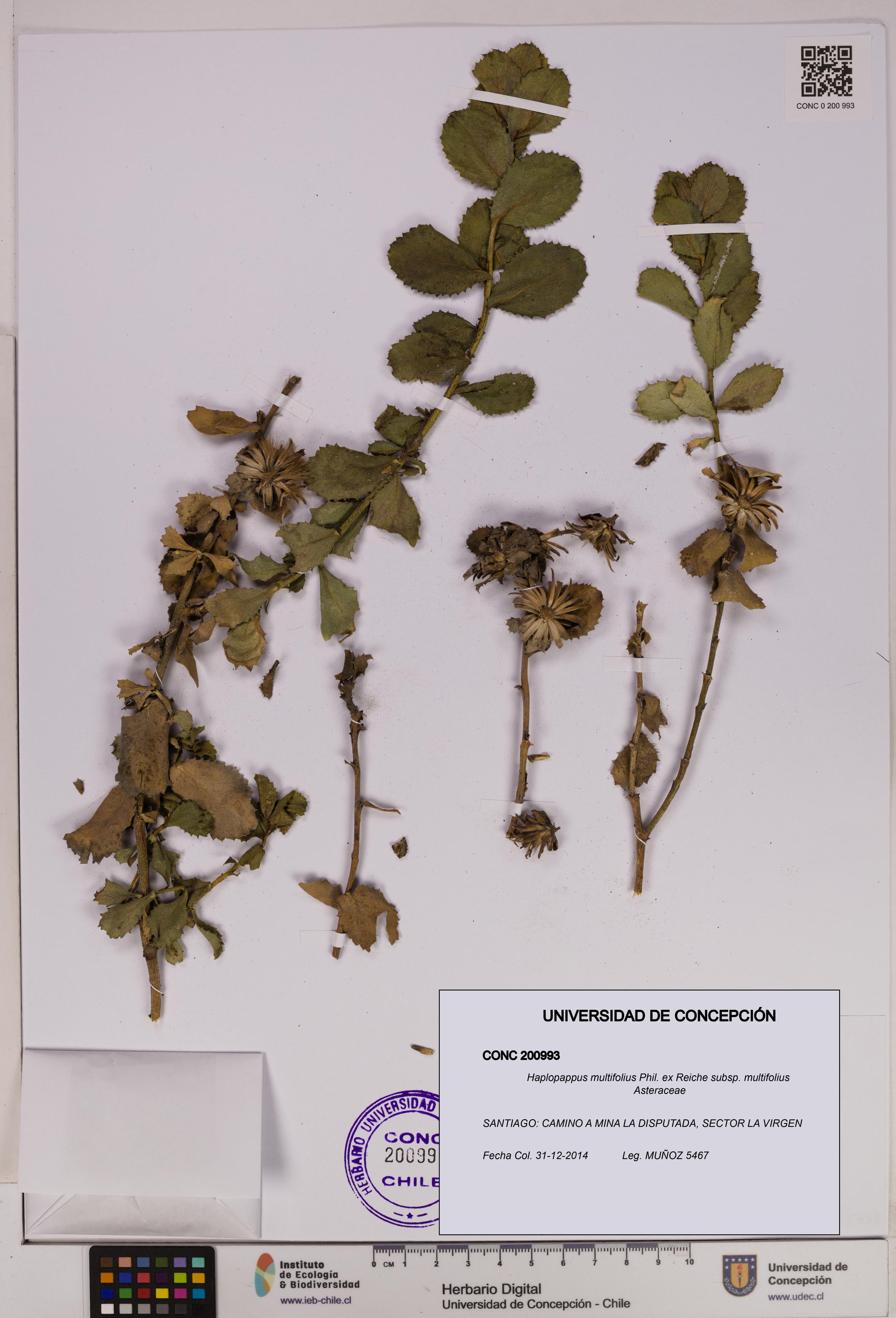 Haplopappus multifolius subsp. multifolius [Espécimen: UDEC:CONC:0200993]