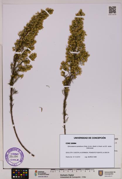 Ophryosporus paradoxus [Espécimen: UDEC:CONC:0200994]