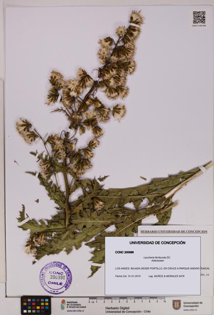 Leucheria floribunda [Espécimen: UDEC:CONC:0200996]