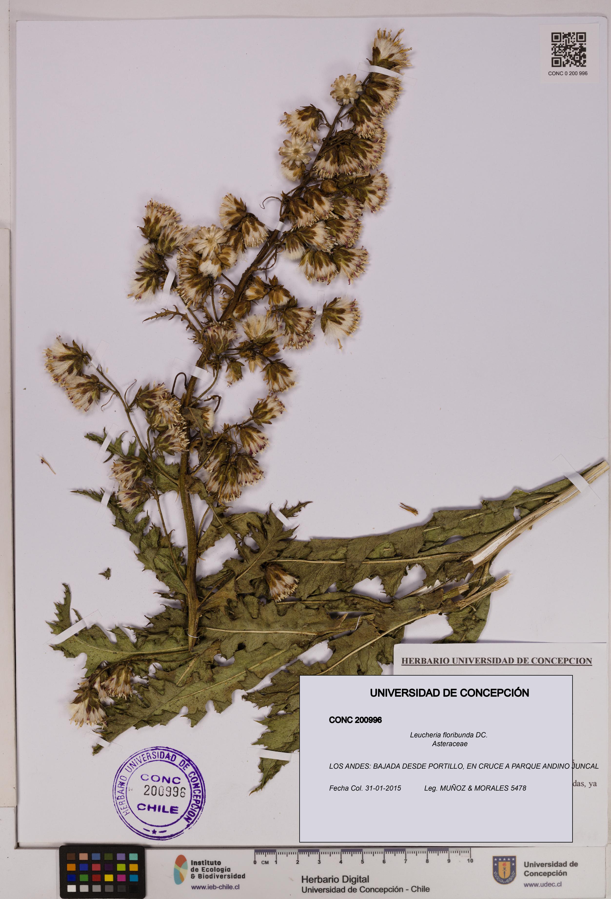 Leucheria floribunda [Espécimen: UDEC:CONC:0200996]