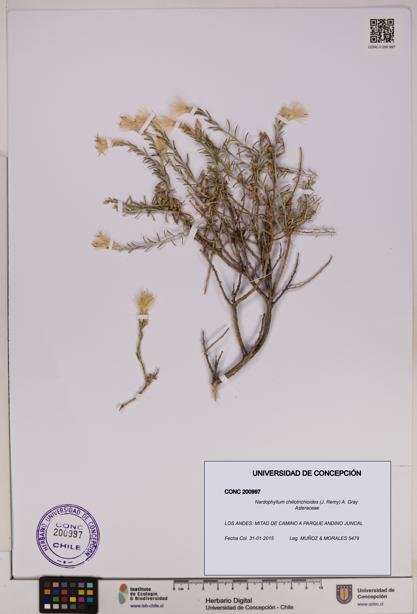 Nardophyllum chiliotrichioides [Espécimen: UDEC:CONC:0200997]