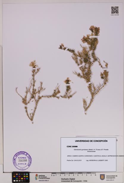 Glandularia gynobasis [Espécimen: UDEC:CONC:0200998]