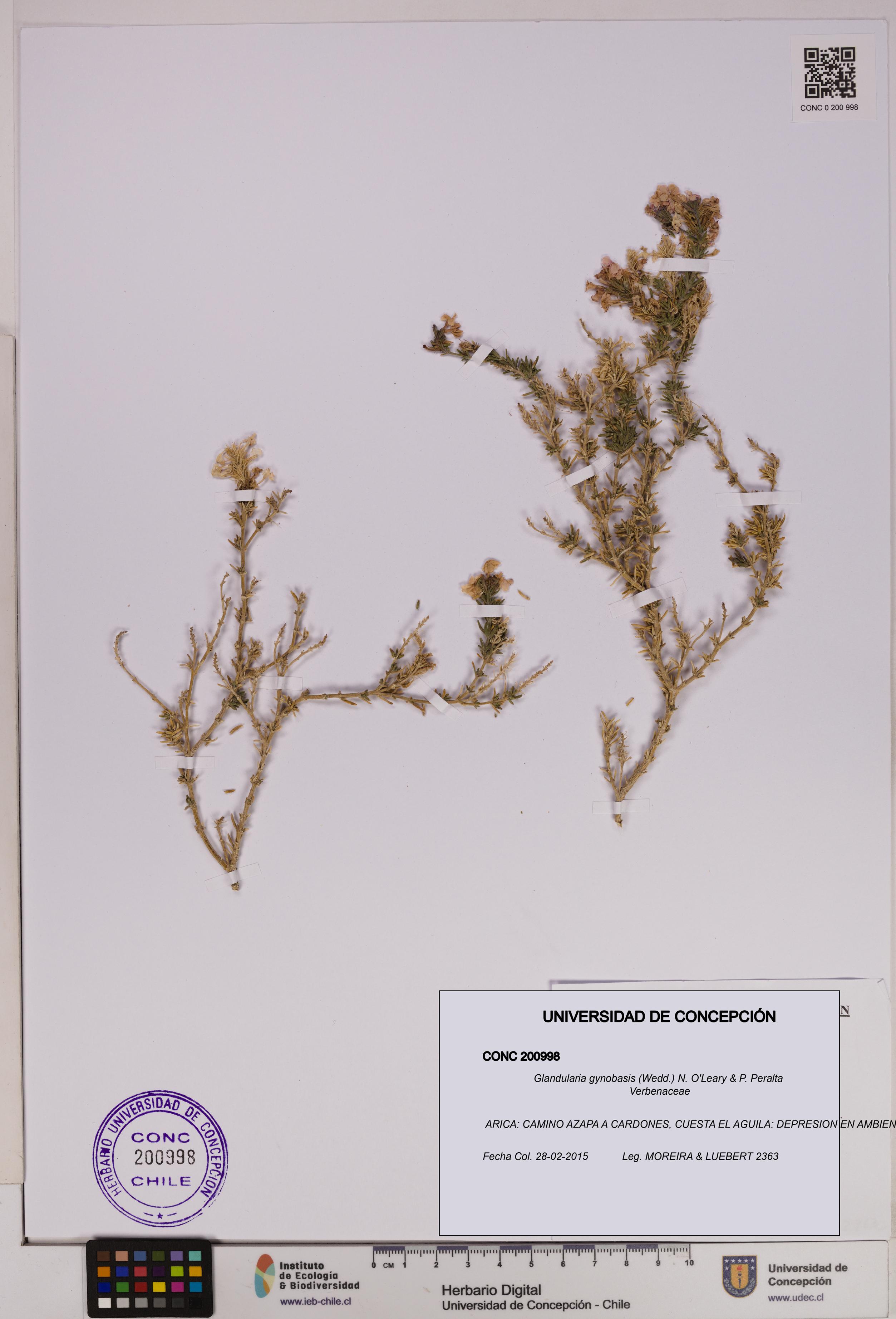 Glandularia gynobasis [Espécimen: UDEC:CONC:0200998]