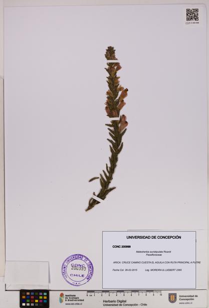 Malesherbia auristipulata [Espécimen: UDEC:CONC:0200999]