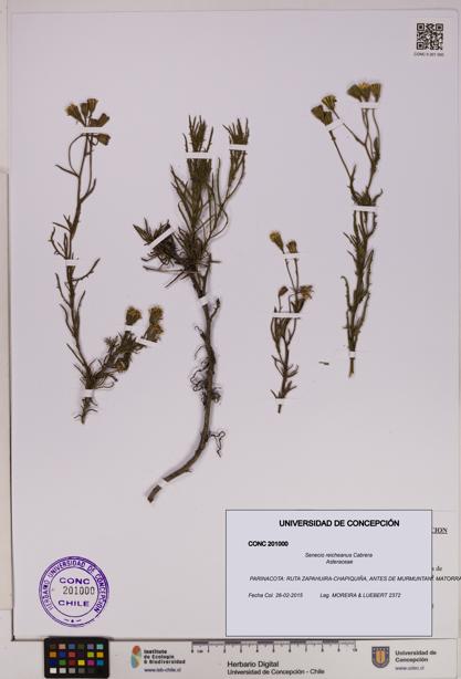 Senecio reicheanus [Espécimen: UDEC:CONC:0201000]