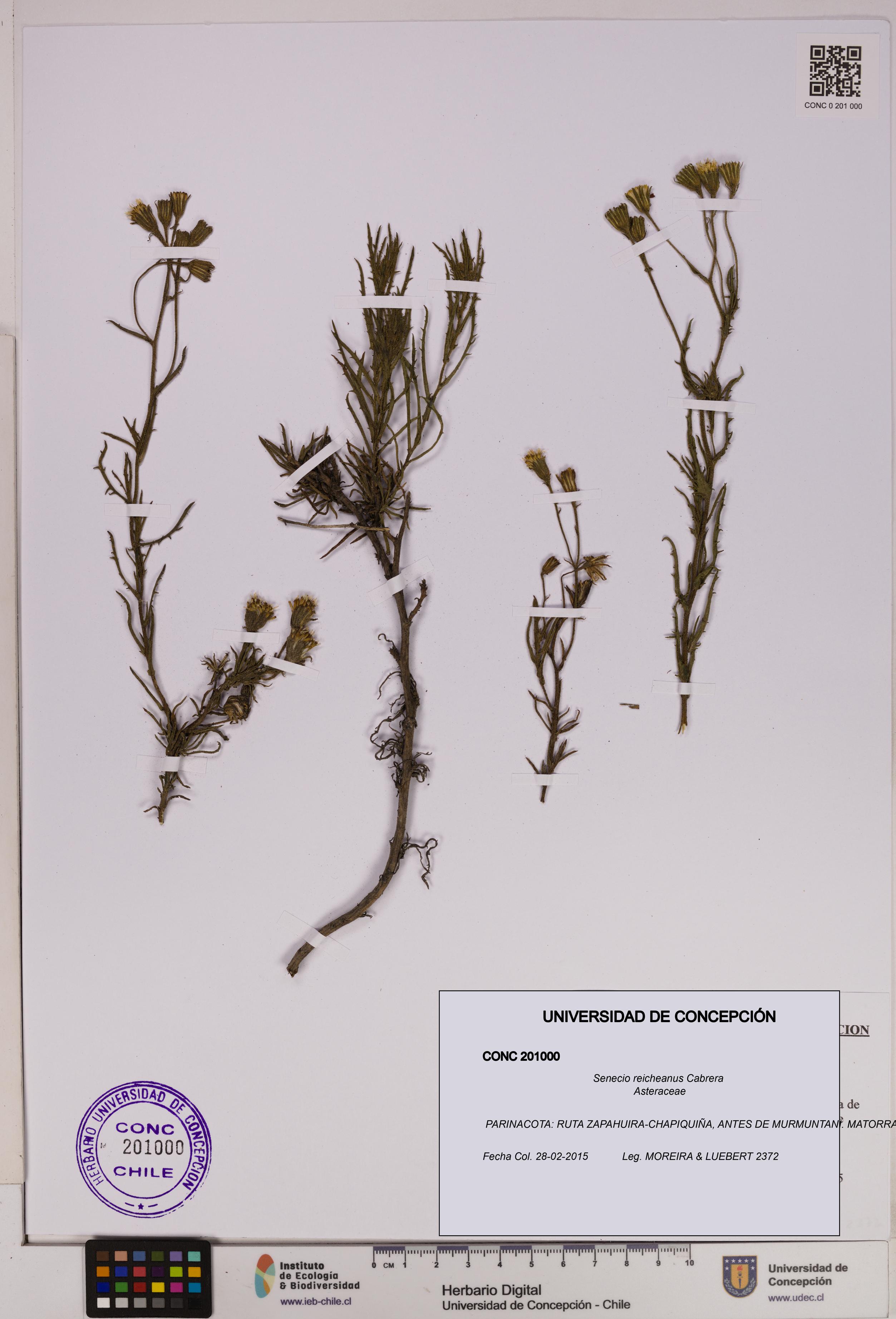 Senecio reicheanus [Espécimen: UDEC:CONC:0201000]