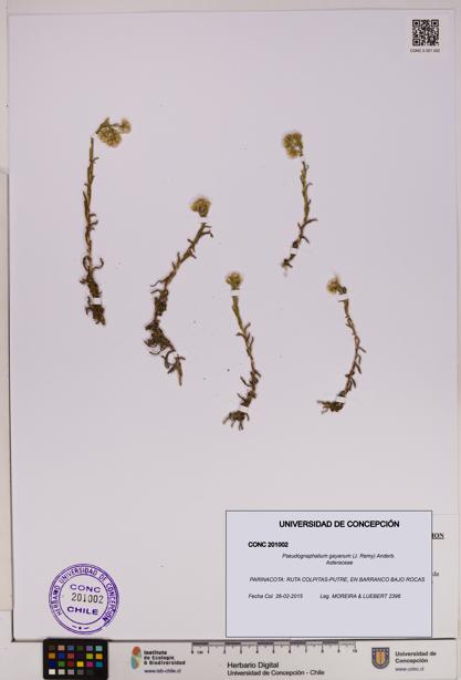 Pseudognaphalium gayanum [Espécimen: UDEC:CONC:0201002]