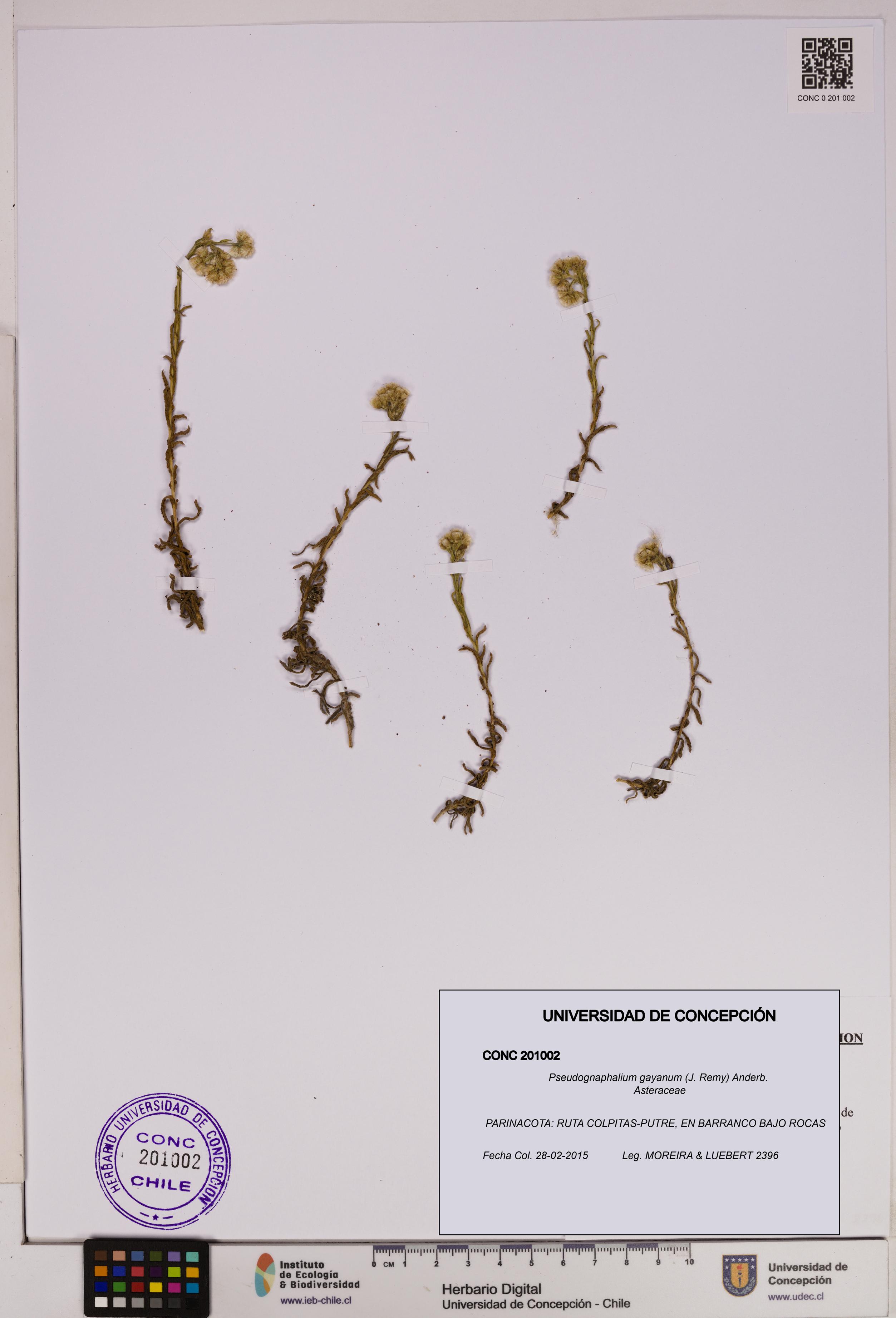 Pseudognaphalium gayanum [Espécimen: UDEC:CONC:0201002]