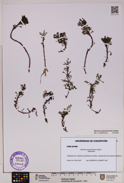 Werneria esquilachensis [Espécimen: UDEC:CONC:0201005]