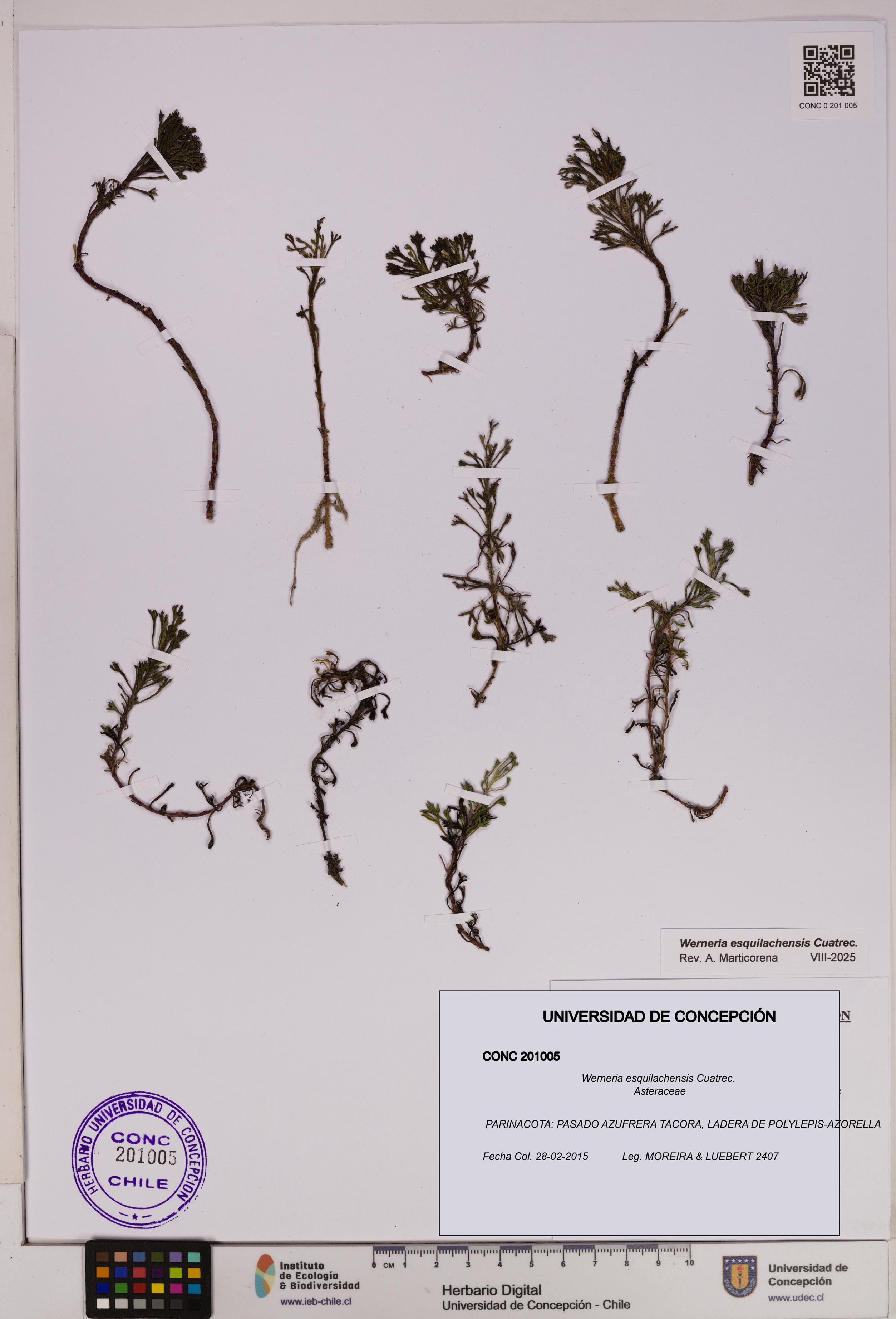 Werneria esquilachensis [Espécimen: UDEC:CONC:0201005]