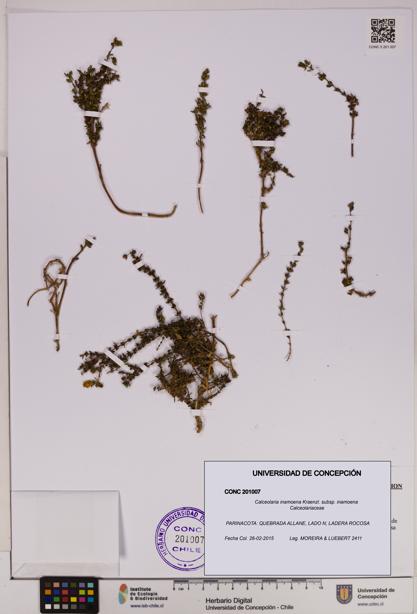Calceolaria inamoena subsp. inamoena [Espécimen: UDEC:CONC:0201007]