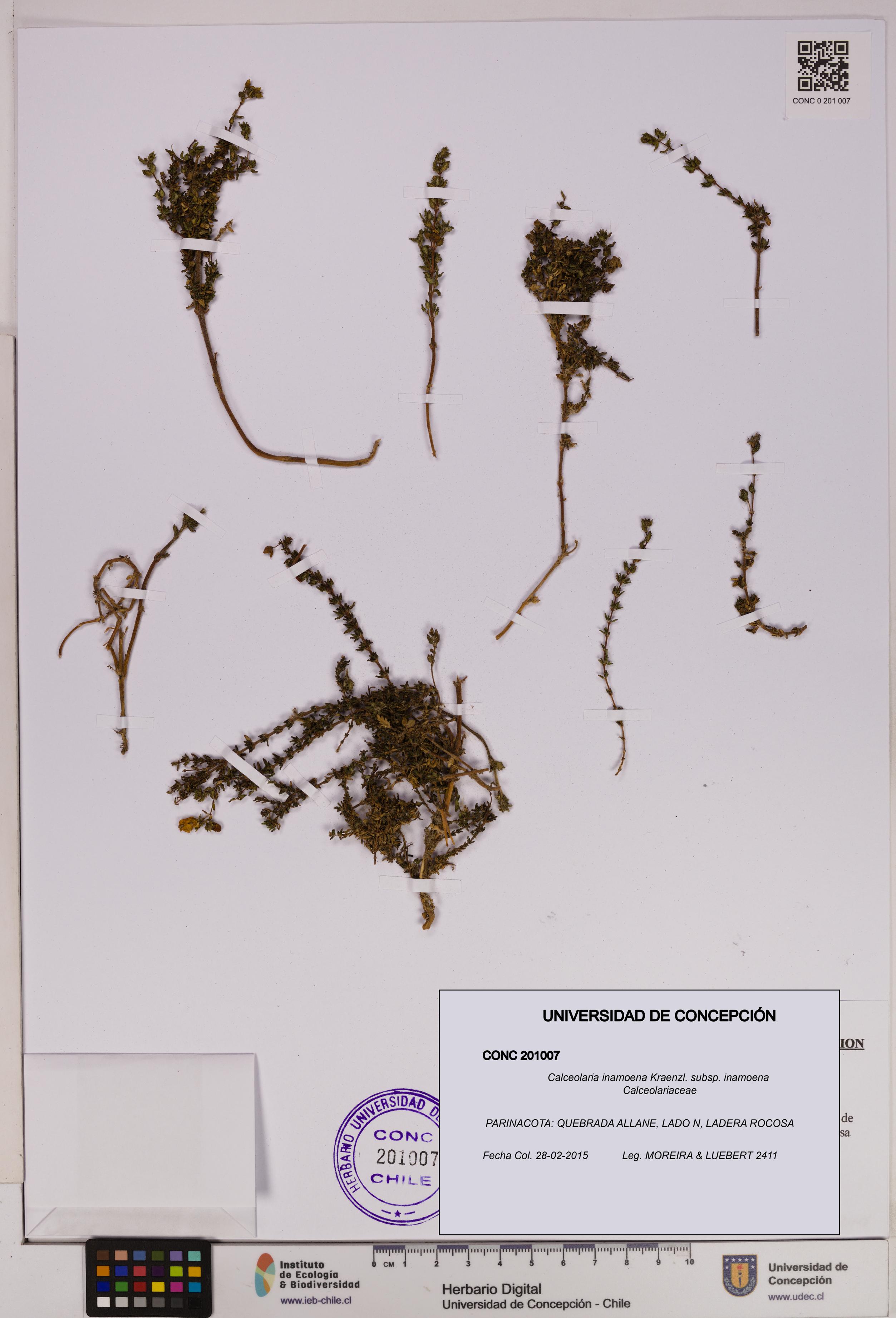 Calceolaria inamoena subsp. inamoena [Espécimen: UDEC:CONC:0201007]
