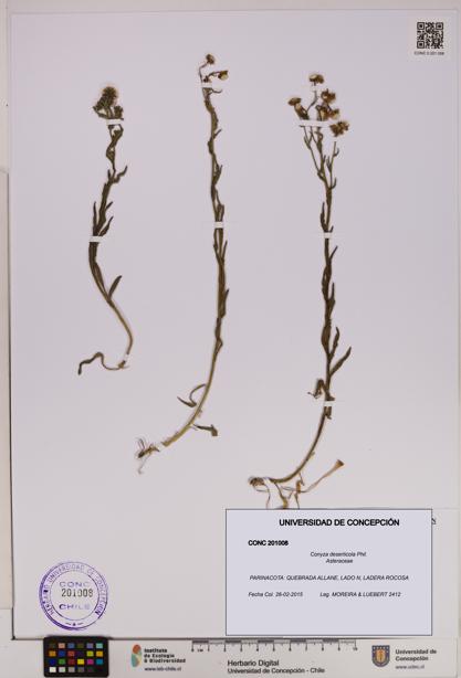 Conyza deserticola [Espécimen: UDEC:CONC:0201008]