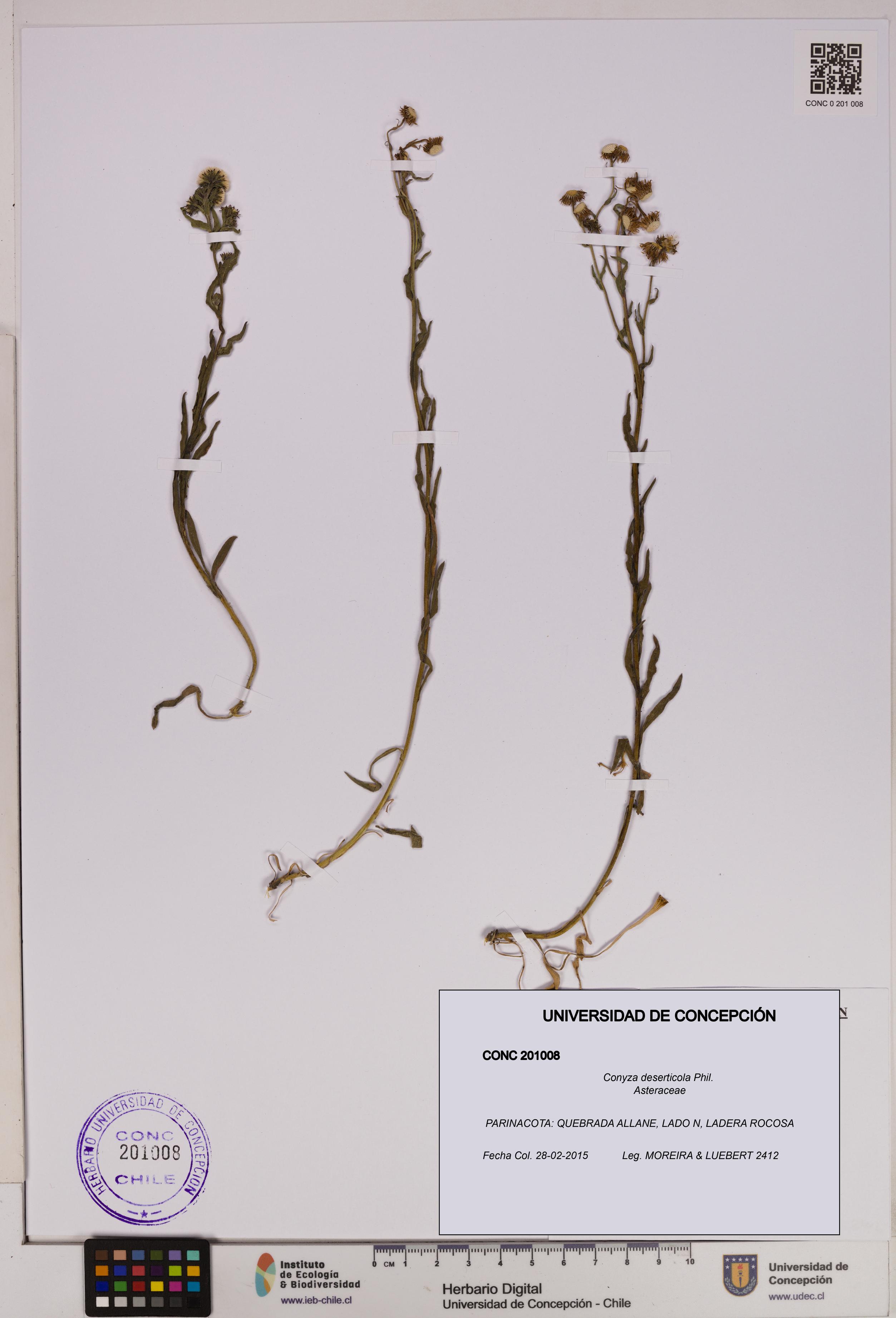 Conyza deserticola [Espécimen: UDEC:CONC:0201008]