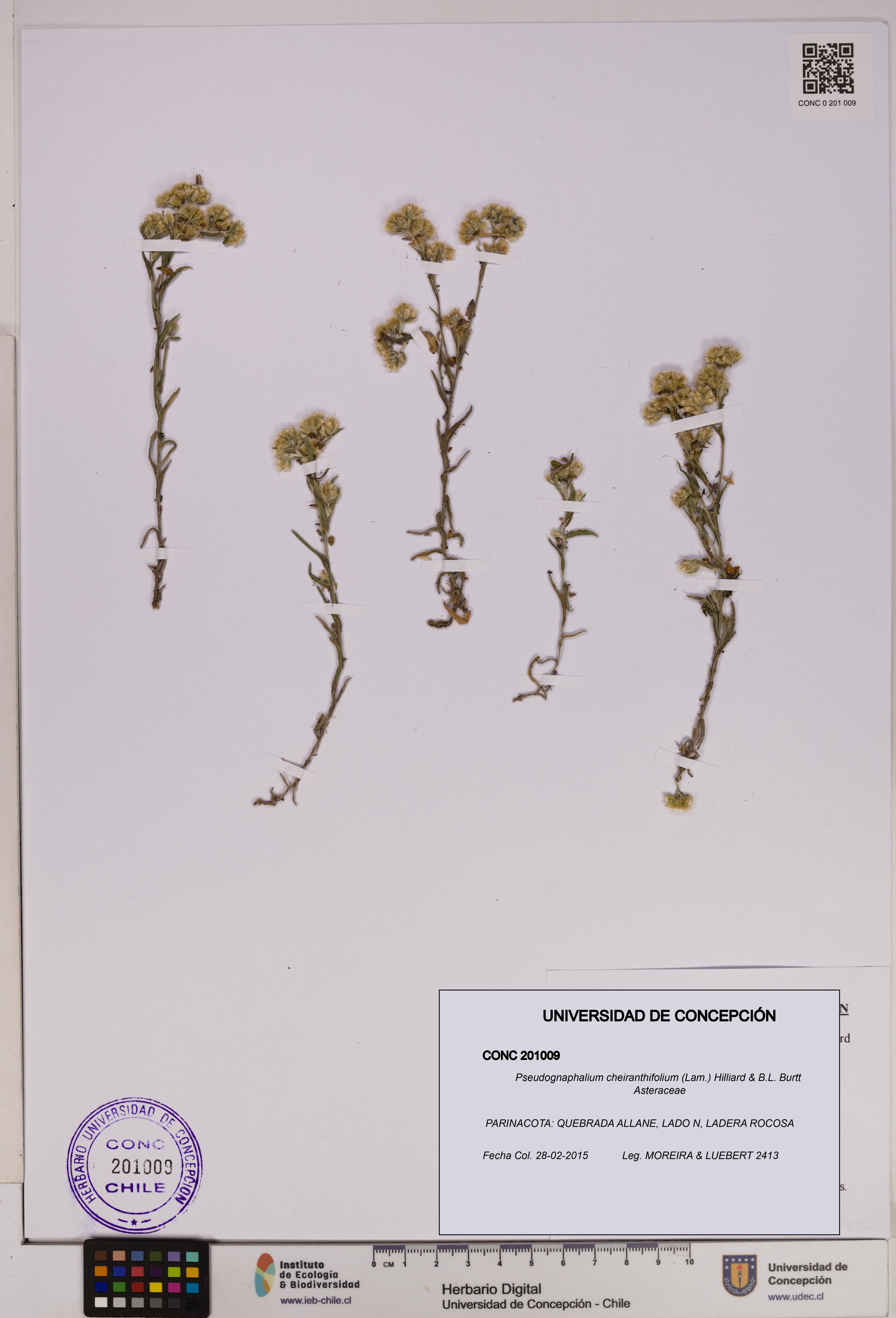 Pseudognaphalium cheiranthifolium [Espécimen: UDEC:CONC:0201009]