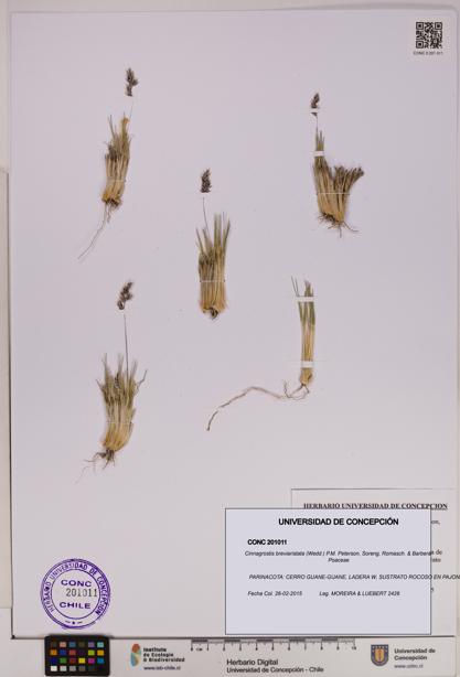 Cinnagrostis breviaristata [Espécimen: UDEC:CONC:0201011]