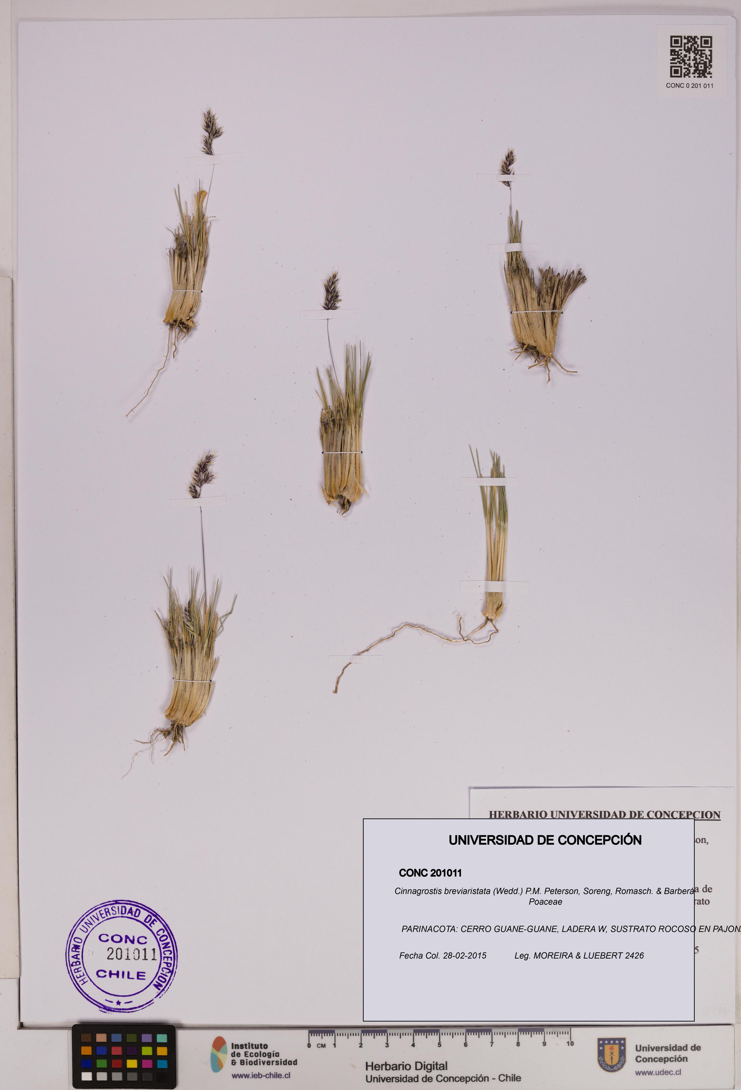 Cinnagrostis breviaristata [Espécimen: UDEC:CONC:0201011]