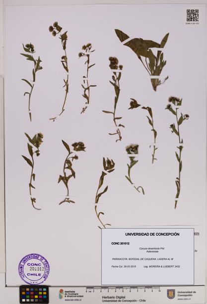 Conyza deserticola [Espécimen: UDEC:CONC:0201012]