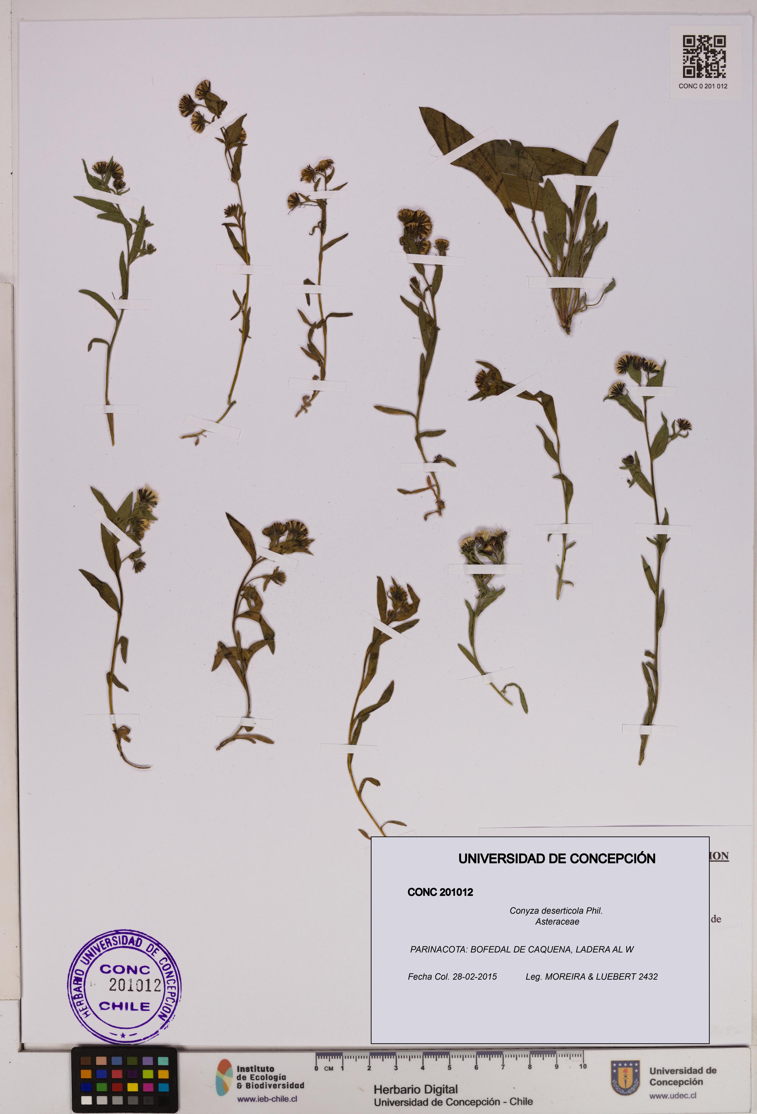 Conyza deserticola [Espécimen: UDEC:CONC:0201012]