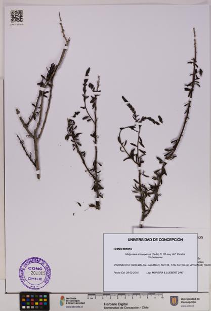 Mulguraea arequipensis [Espécimen: UDEC:CONC:0201015]