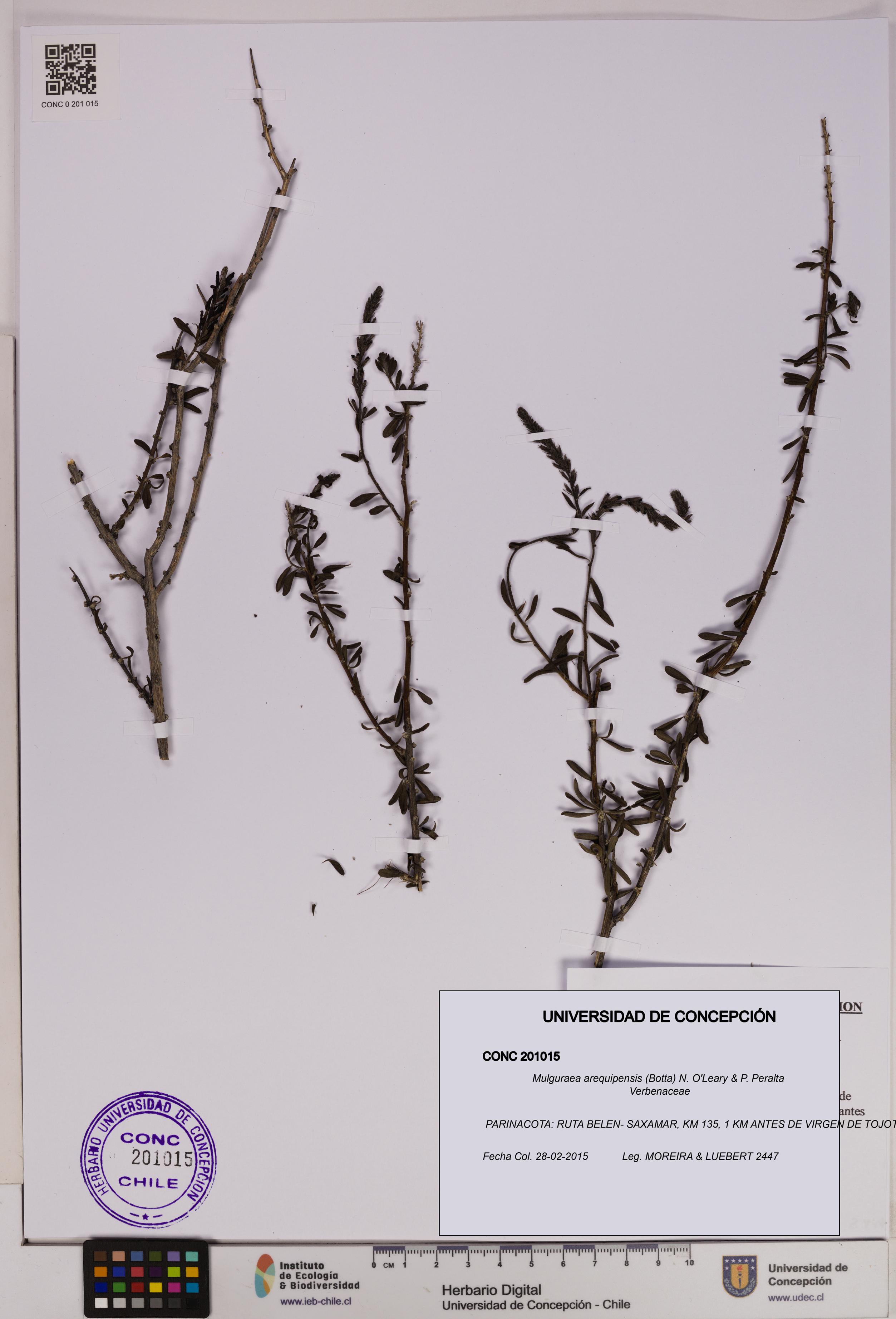 Mulguraea arequipensis [Espécimen: UDEC:CONC:0201015]