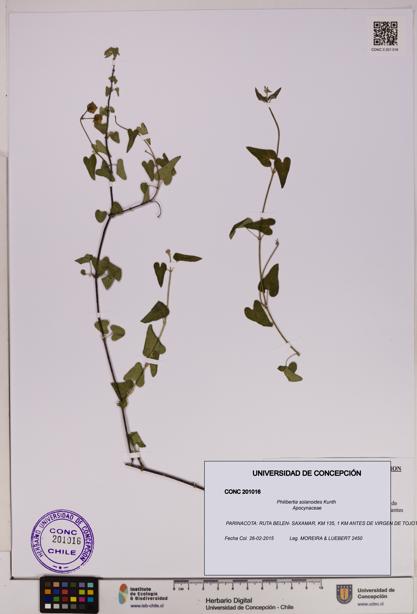 Philibertia solanoides [Espécimen: UDEC:CONC:0201016]