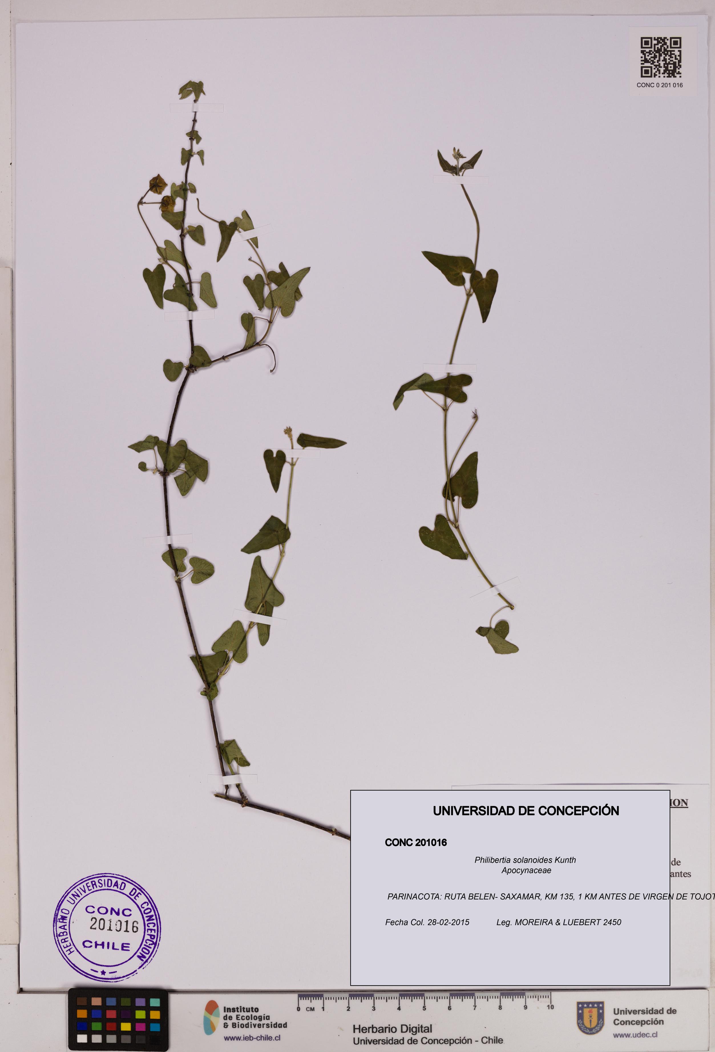 Philibertia solanoides [Espécimen: UDEC:CONC:0201016]