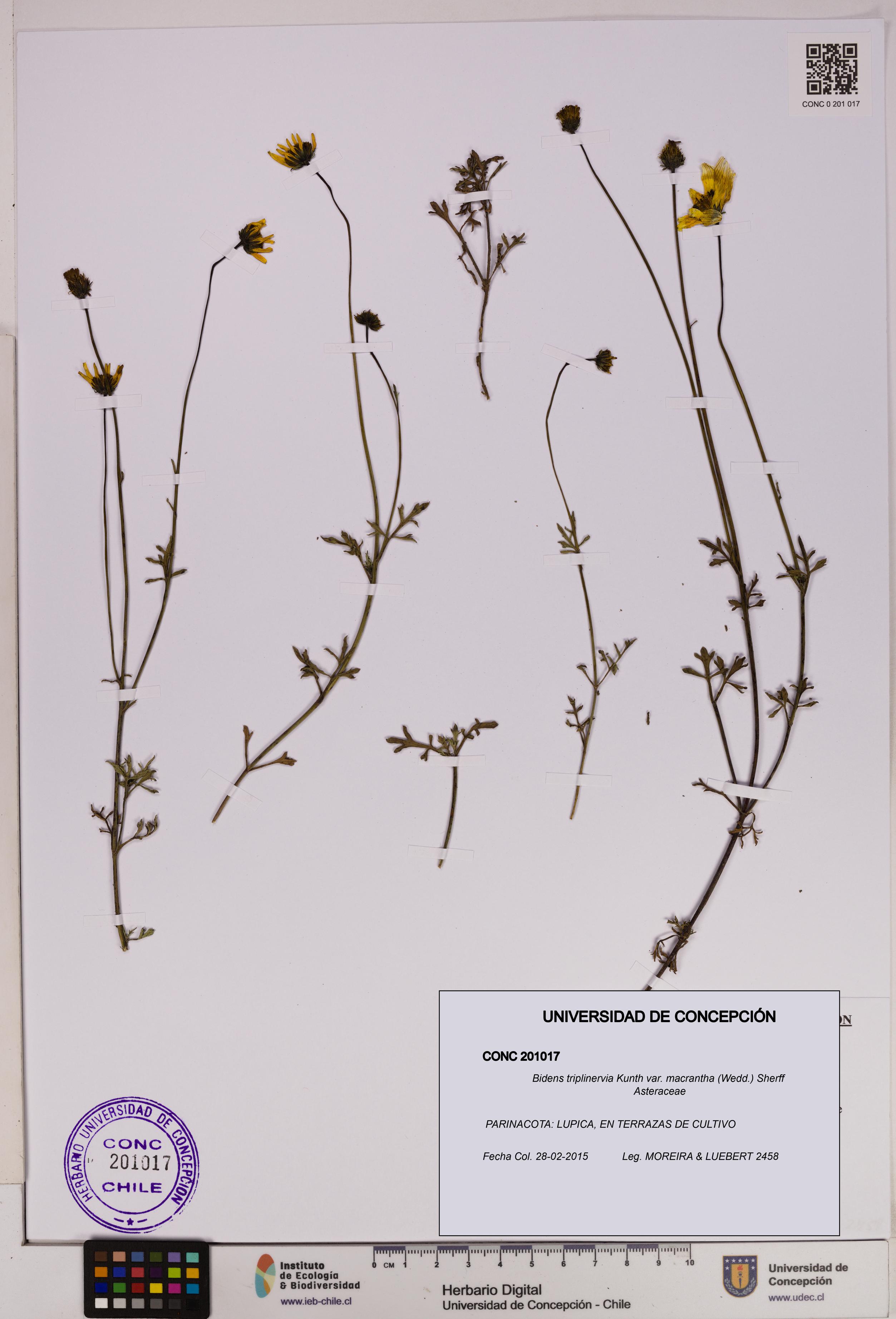Bidens triplinervia [Espécimen: UDEC:CONC:0201017]