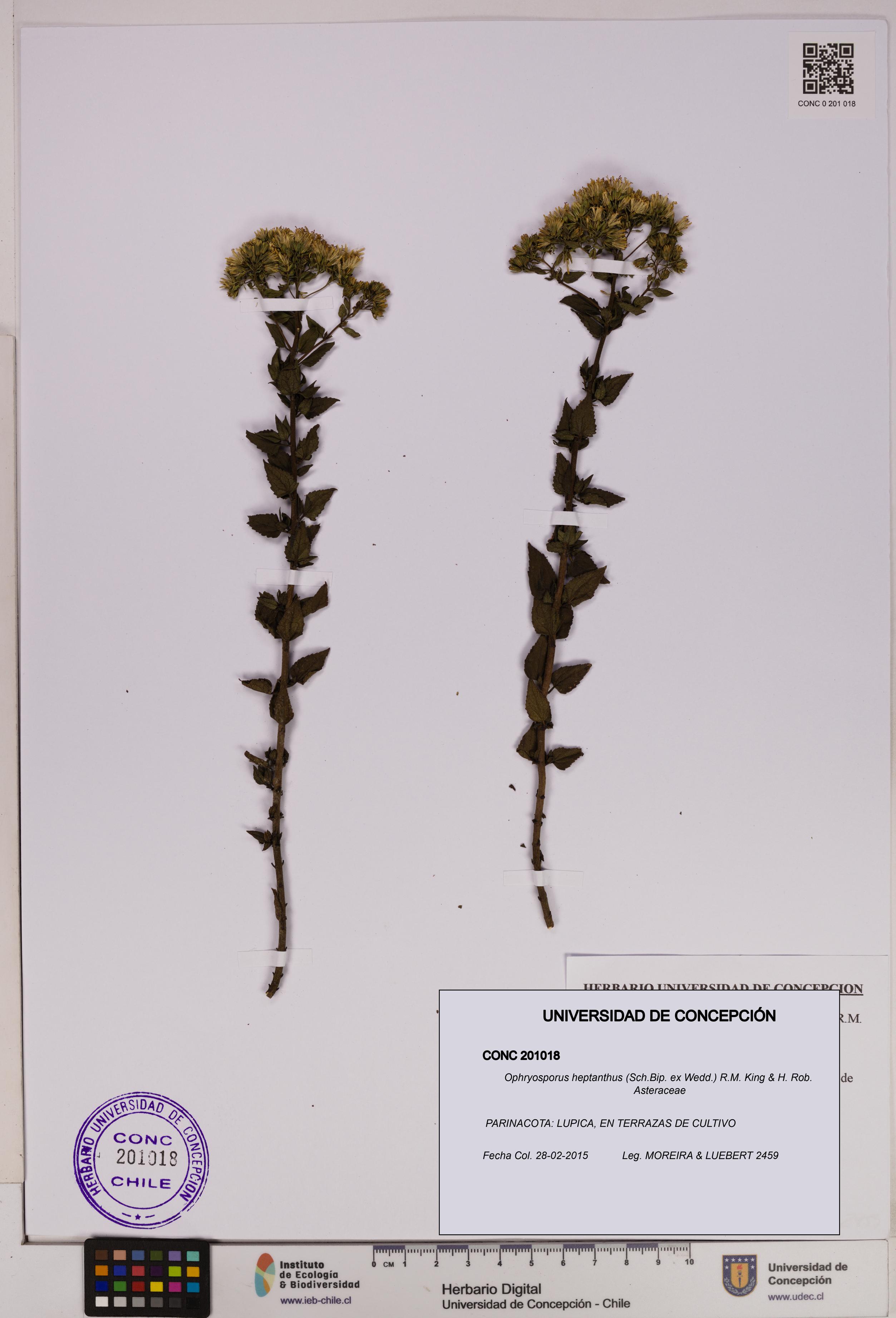 Ophryosporus heptanthus [Espécimen: UDEC:CONC:0201018]