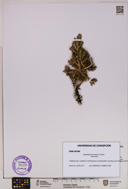 Diplostephium cinereum [Espécimen: UDEC:CONC:0201020]