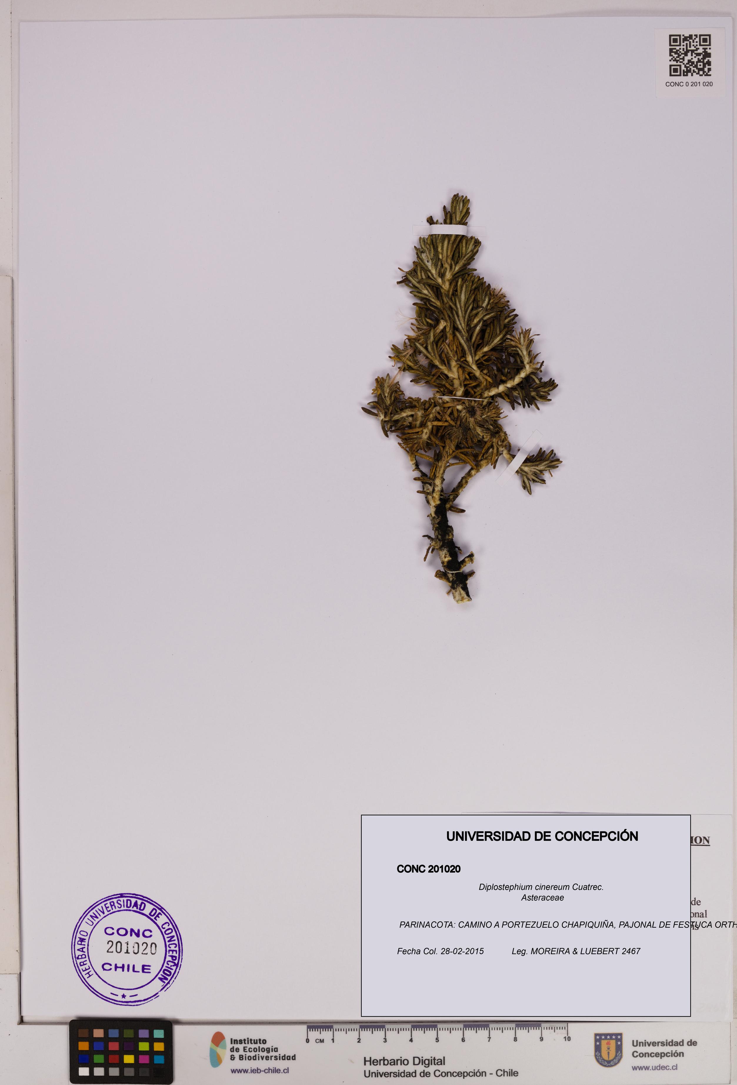 Diplostephium cinereum [Espécimen: UDEC:CONC:0201020]