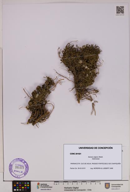 Senecio algens [Espécimen: UDEC:CONC:0201021]